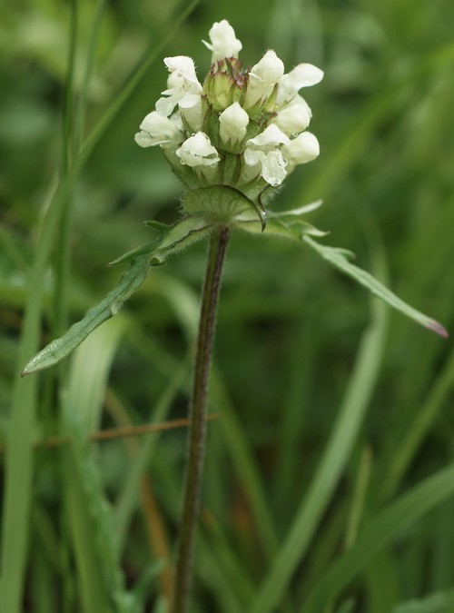 Plante entière