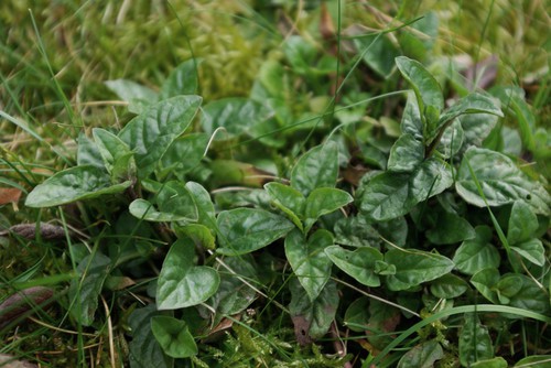 feuille