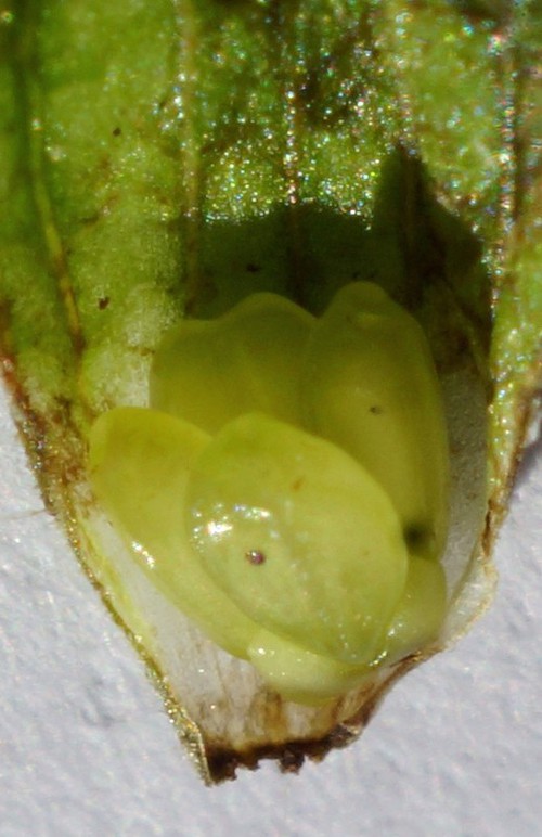fruit