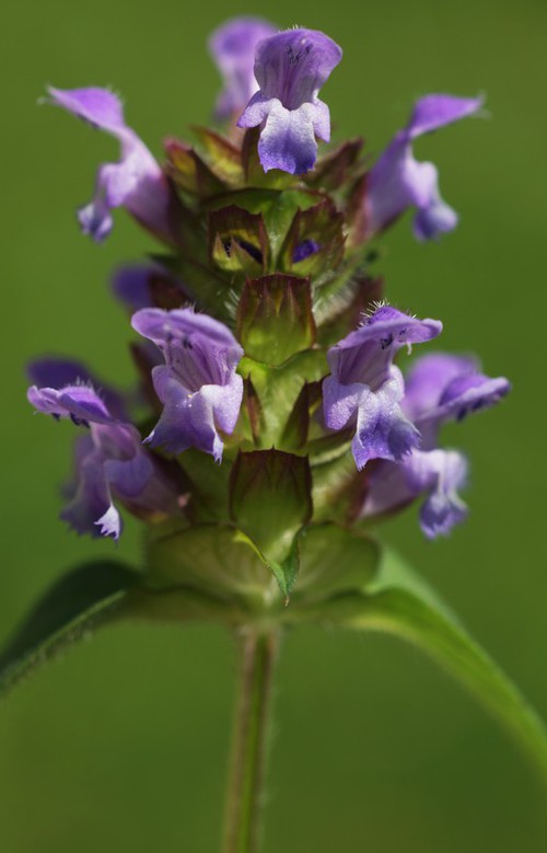 inflorescence