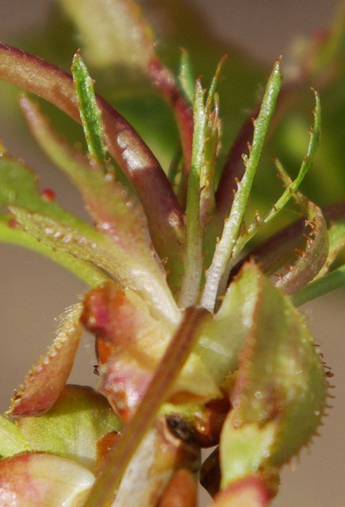 bractées internes