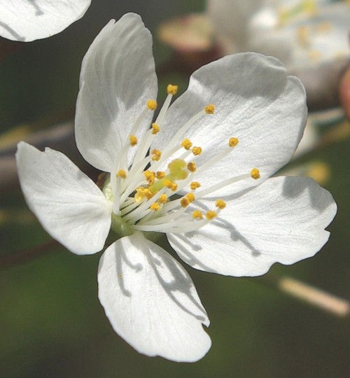 détail fleur