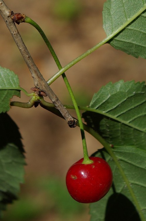 détail fruit