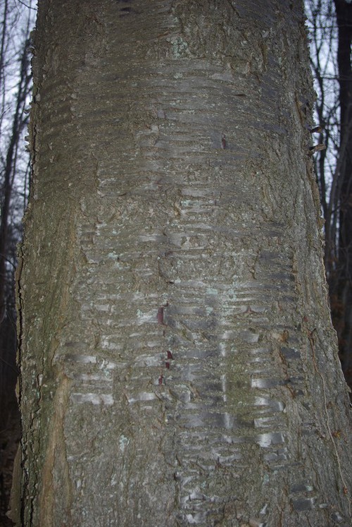 écorce âgée