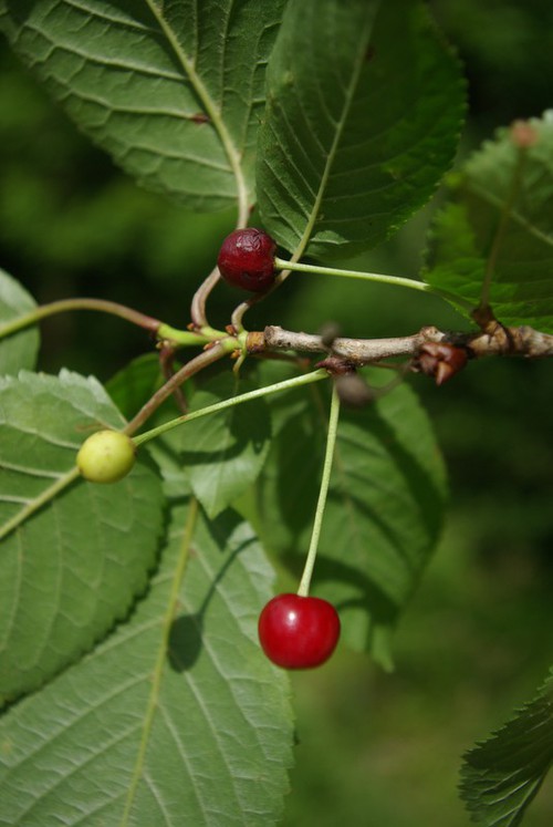 fruit