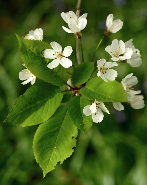 inflorescence