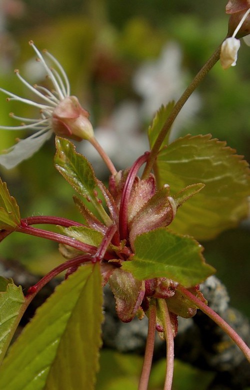 bractées
