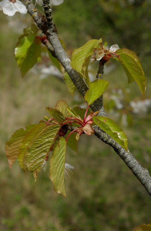 feuille