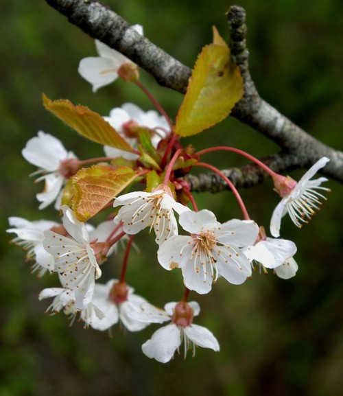 inflorescence