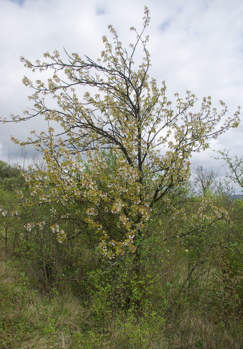 Plante entière