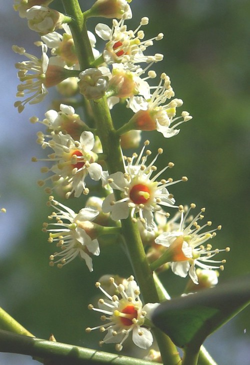 détail fleur