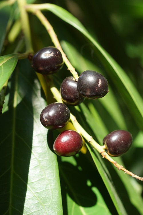 fruit