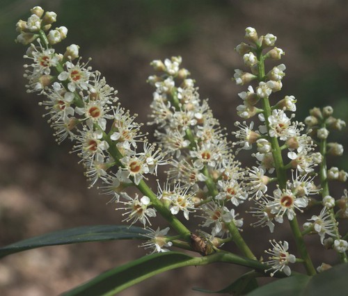 inflorescence