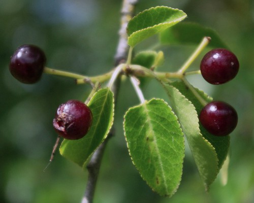 détail fruit