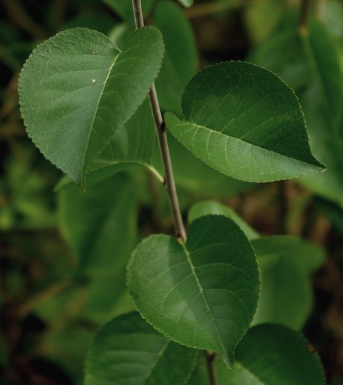 feuille
