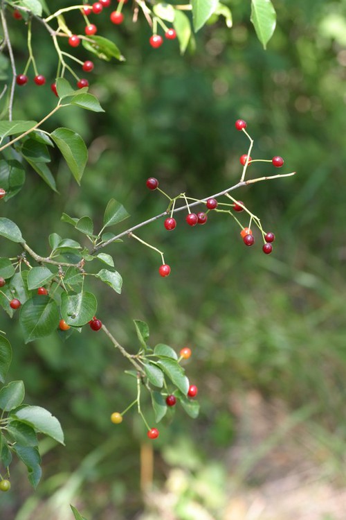 fruit