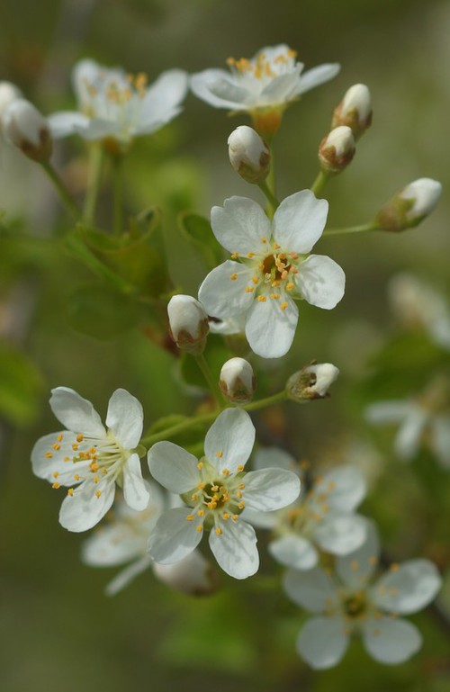 inflorescence