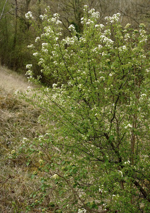 Plante entière