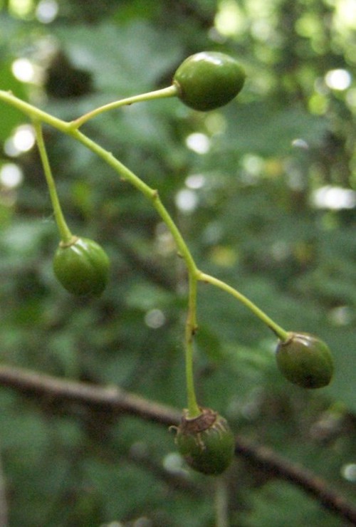 Fruit