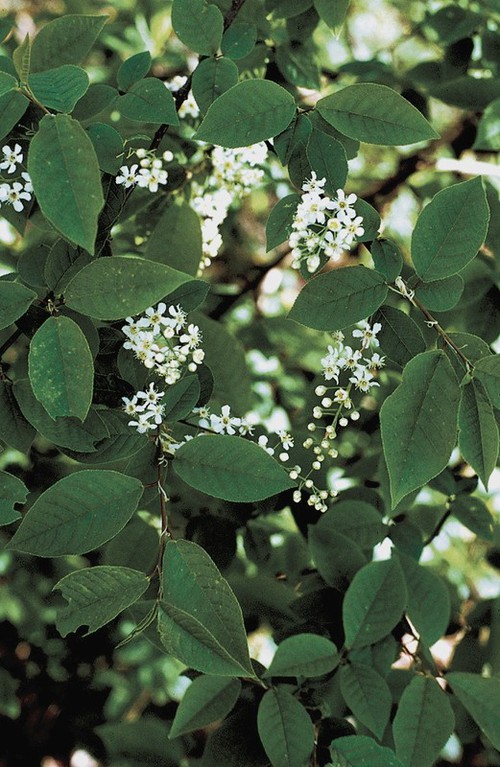 Prunus padus