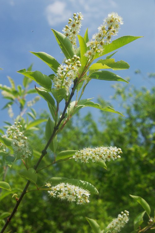 Inflorescence