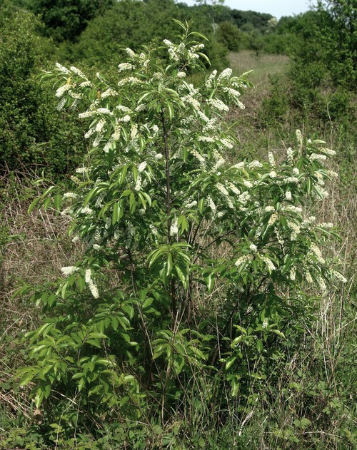 Prunus serotina