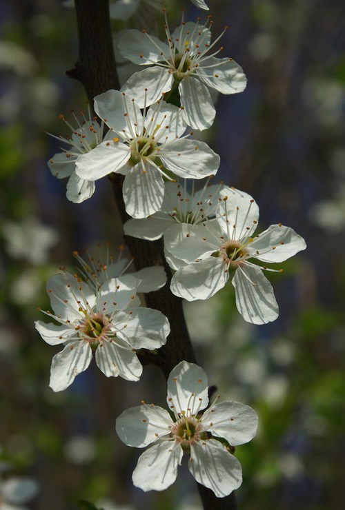 détail fleur