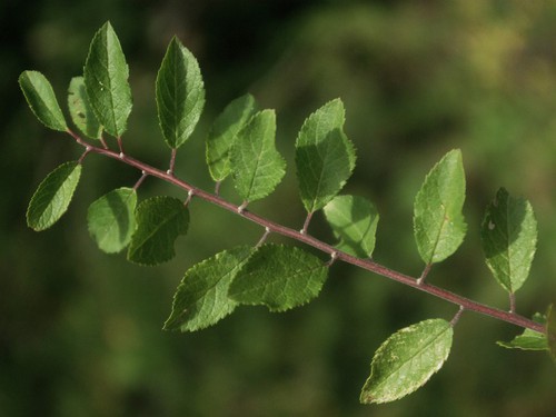 feuille