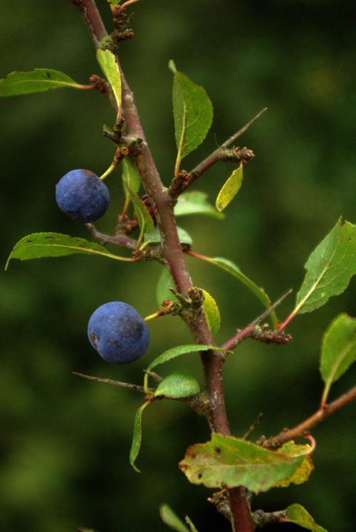 fruit