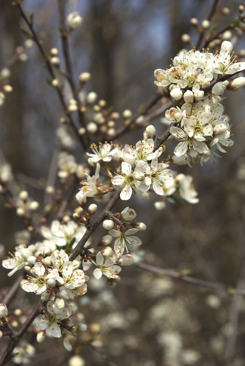 inflorescence