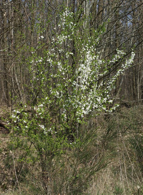 Plante entière