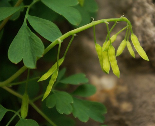 fruit