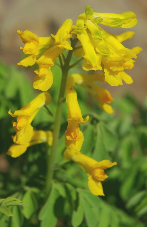 inflorescence
