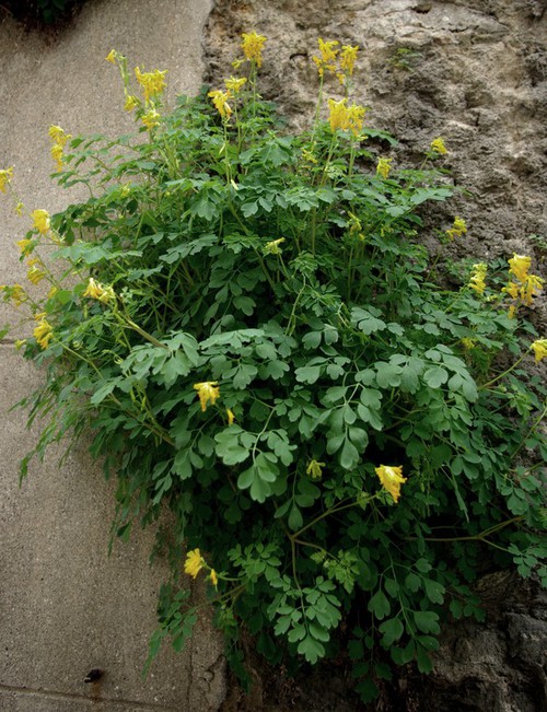 Plante entière