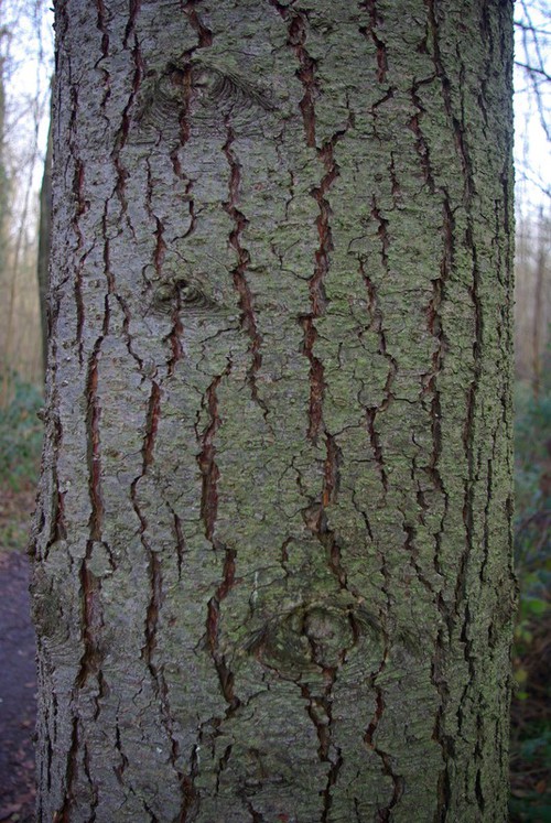écorce âgée