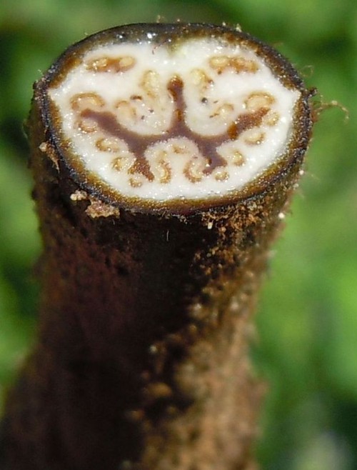 coupe rhizome