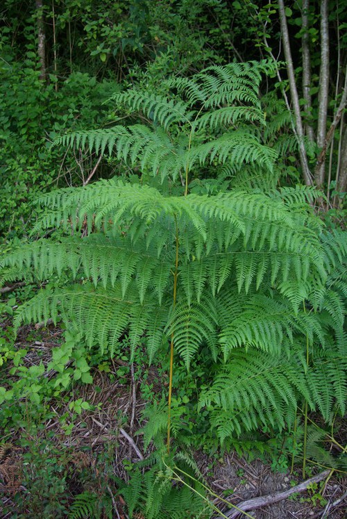 fronde