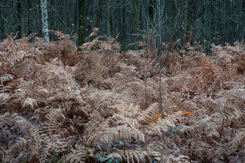 population - hiver
