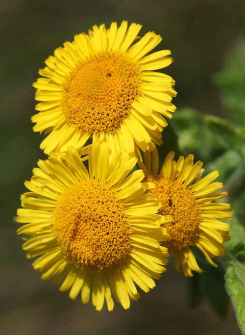 détail fleur