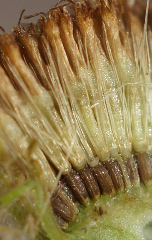 fruit