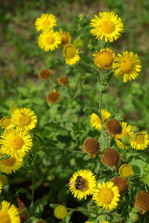 inflorescence