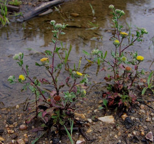 Plante entière