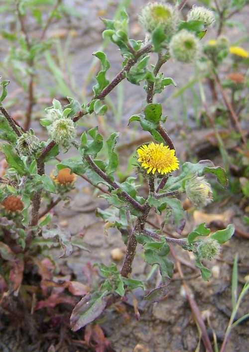 feuille