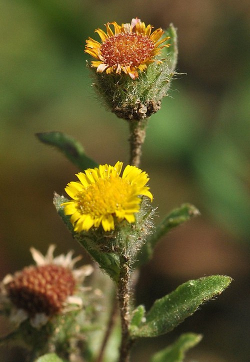 inflorescence