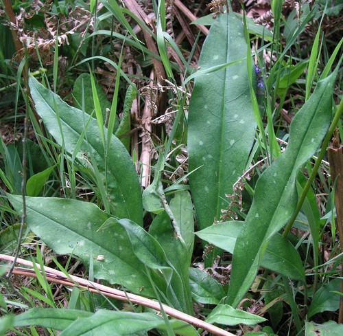 feuille