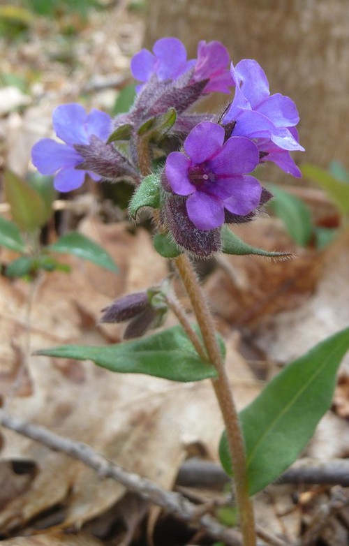 inflorescence
