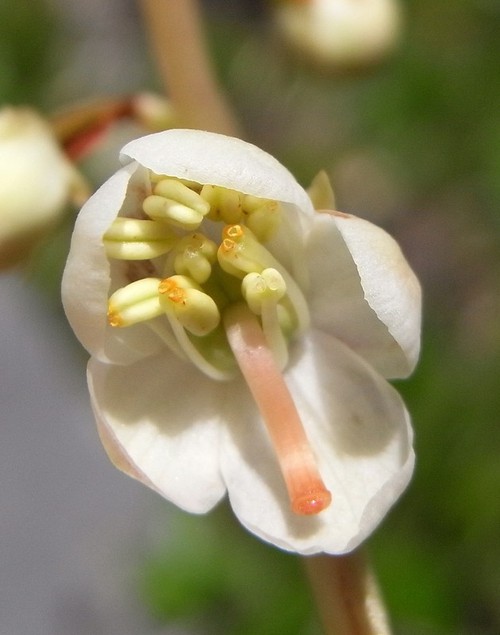 détail fleur