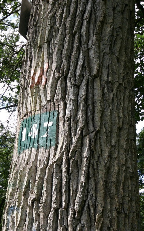 écorce âgée