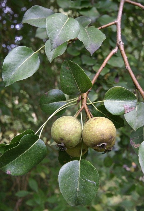 fruit