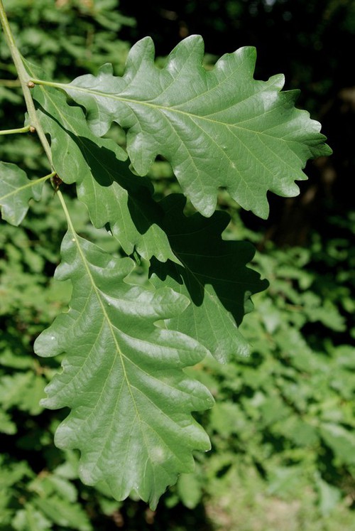 feuille